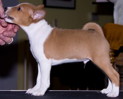 Baraka Over The River (River)